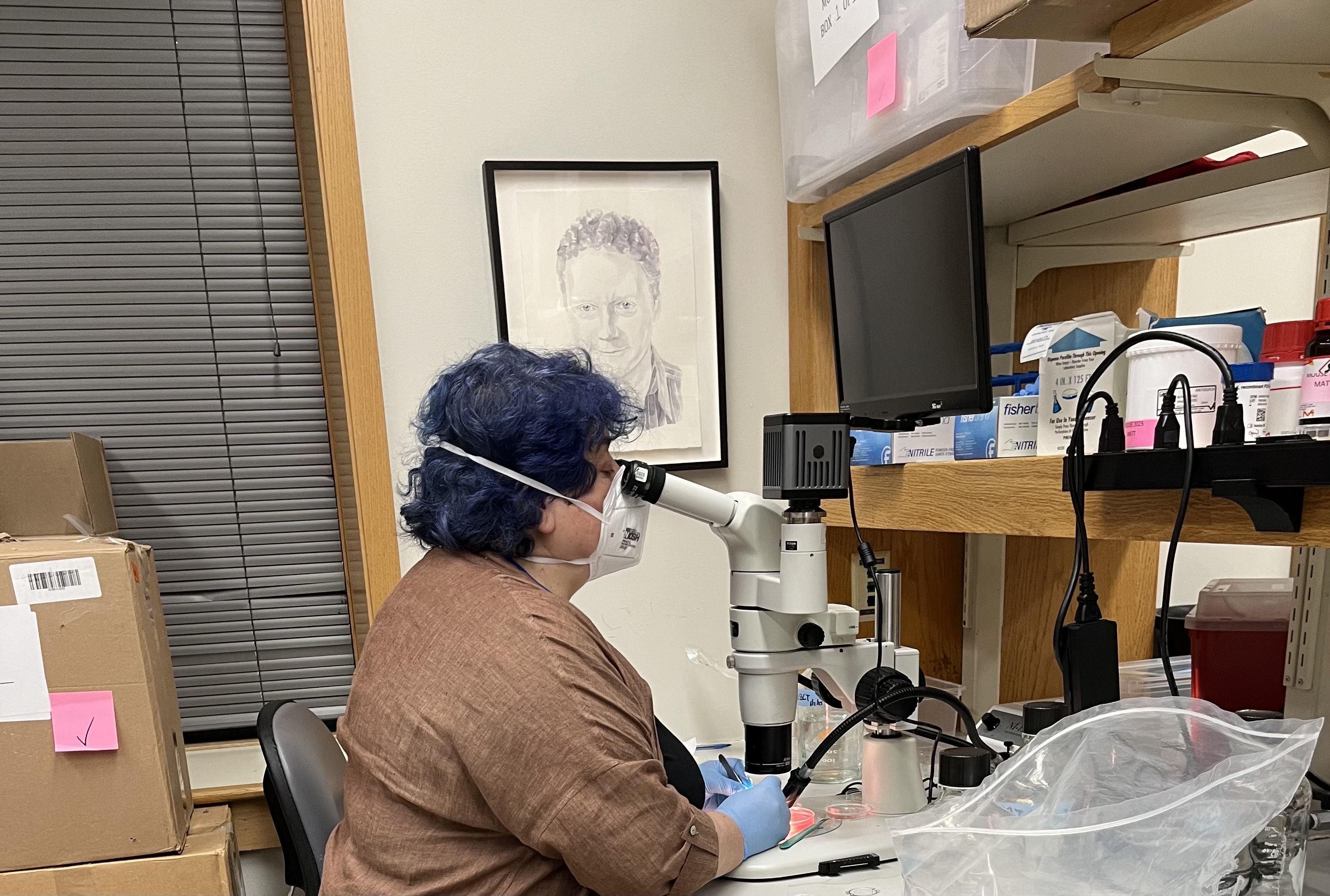Mouse Development, Stem Cells & Cancer Course