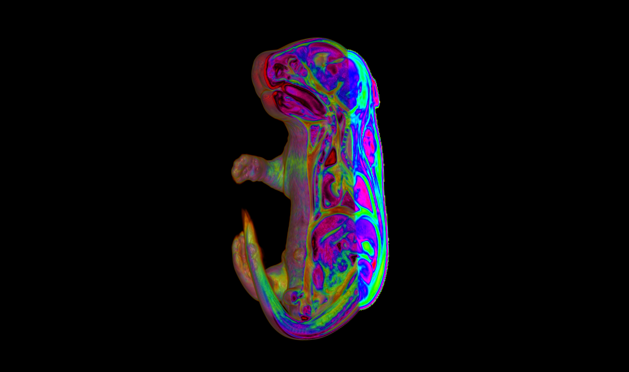 E18.5 mouse embryo rendered with 3DSlicer using fMRI Look-Up Table (LUT) to segregate and separate tissues for visualization.